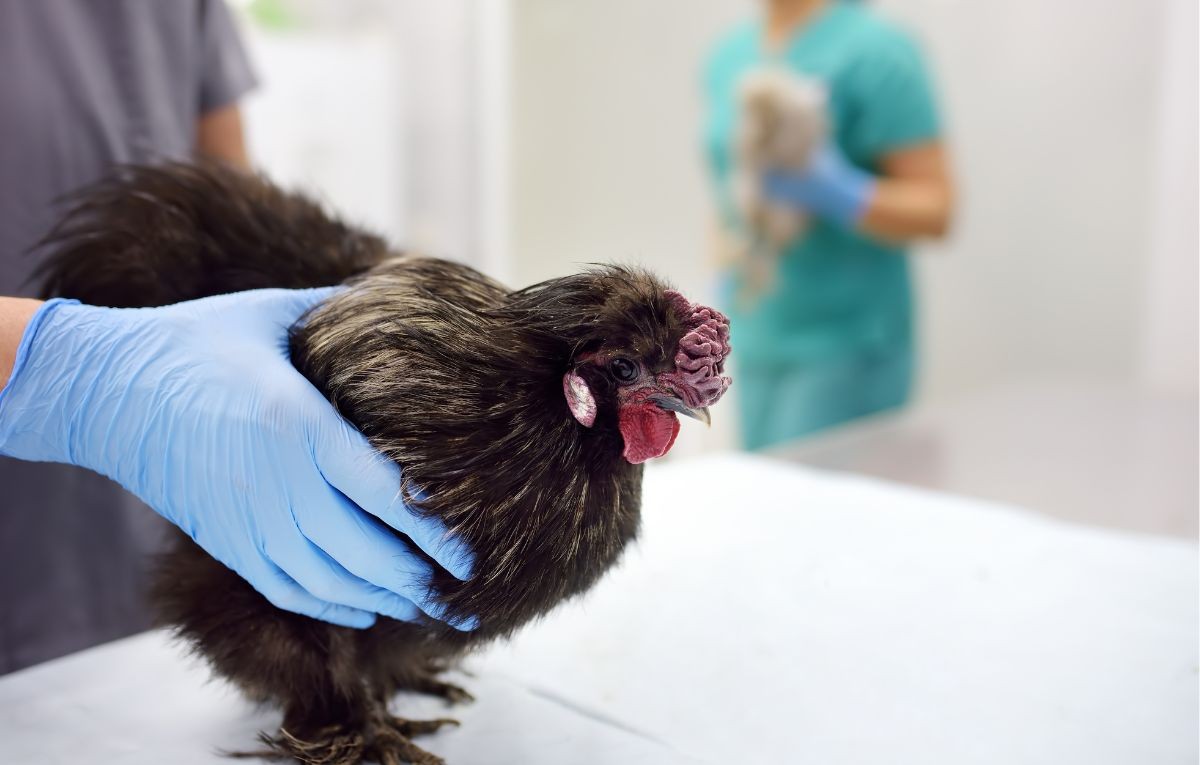 casos-de-gripe-aviaria-em-goias-e-brasil-2025-alerta-geral